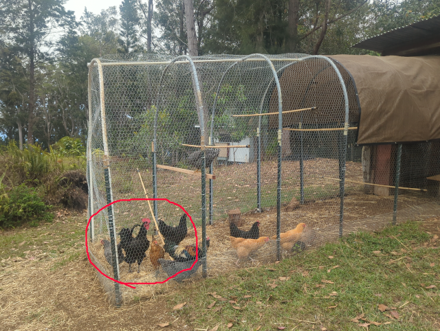 photo of the chicken run, with a black bird with prominent red comb circled