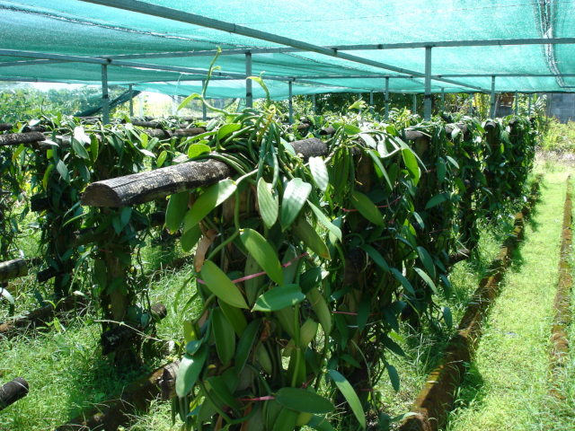 photograph of vanilla beans under cultivation in a shade house