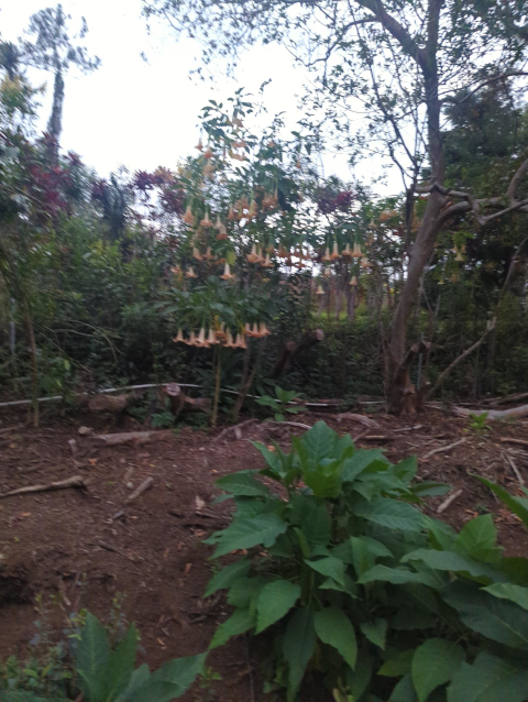 photo of an angel's trumpet tree with dramatic, hanging trumpet-shaped flowers
