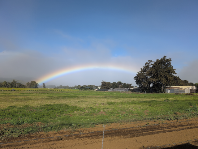photo of a low, broad rainbow over a grassy field; some windblown trees and farm building obscure the right terminus
