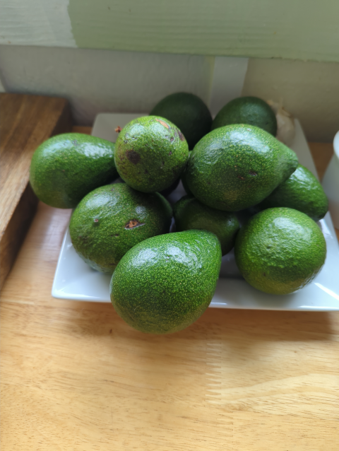photo of a plate with a dozen ripening avocados
