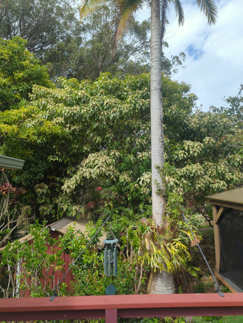 photo of a large avocado tree with multiple avocados