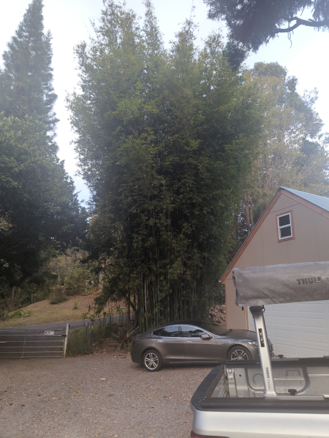 photo of a large stand of large, tall bamboo dwarfing our cars