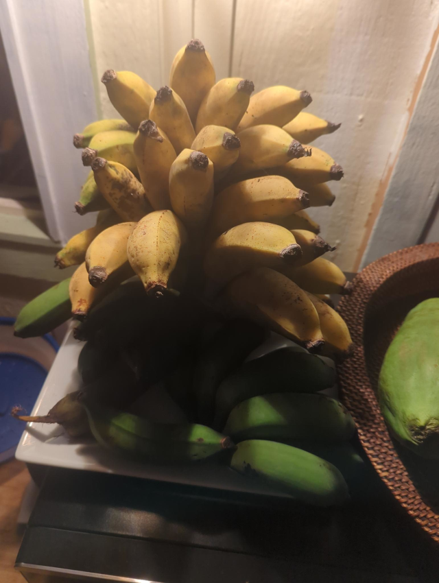 photograph of a large bunch of small bananas, ripe on top with some green ones underneath