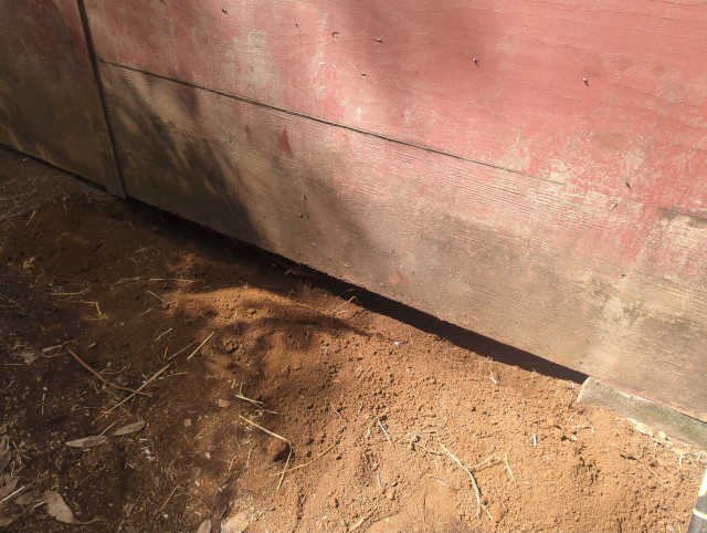 photo of the back of the henhouse showing a gap along the bottom of the wall