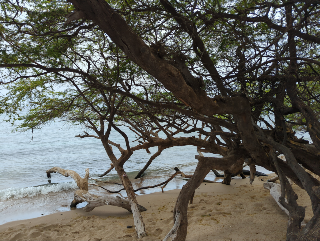 photo of a sandy beach, looking through a kiawe tree at a calm sea