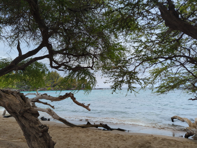 photo of a sandy beach, looking through a kiawe tree at a calm sea