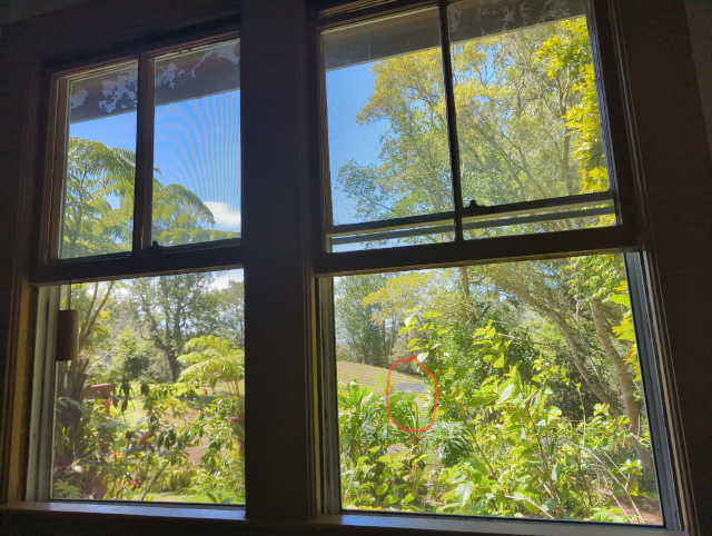 photo showing a pair of double-hung windows, beyond which are tropical plants and trees, a blue sky with clouds, and a part of an array of solar panels.