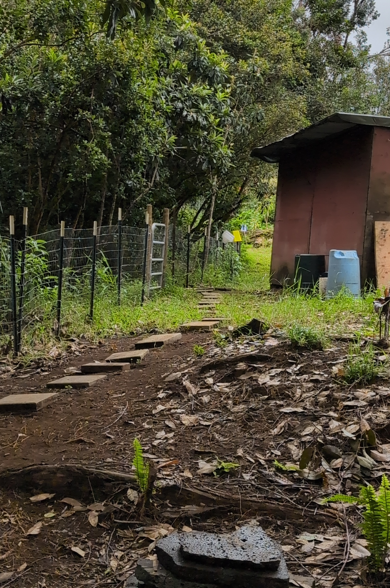 photo showing a path of stepping stones behind the barn; in the background is a downed tree with a path cut through it and a large arrow pointing along the path