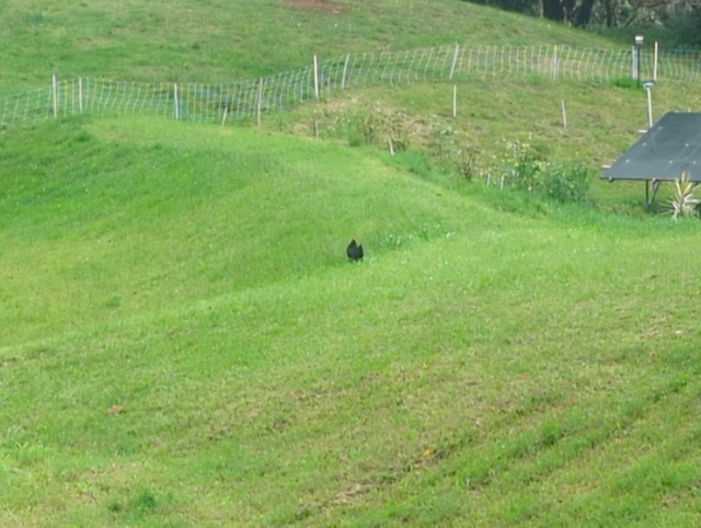 photo showing a green pasture with a lone black chicken on a rise