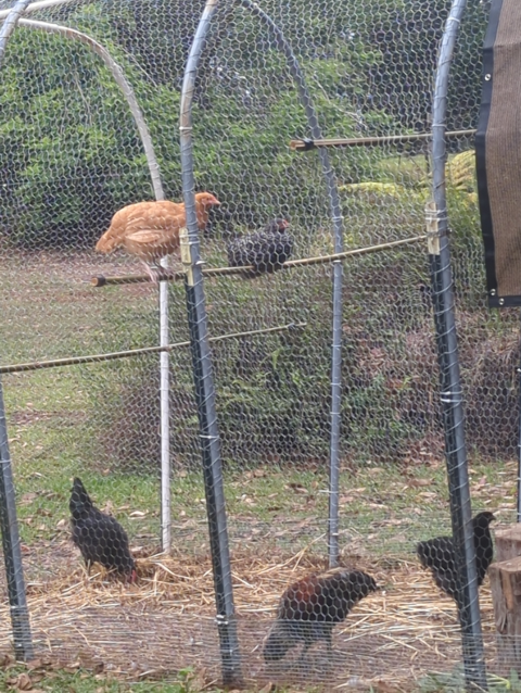 photo showing five chickens: three scratching and two roosting; they are various colors and appear nearly full grown