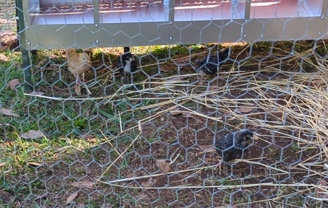 photo of the chicks in their run; they are growing