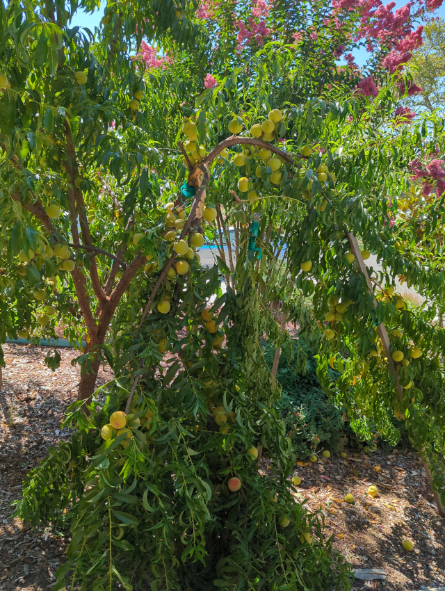 photo of a broken fruit-laden peach tree branch