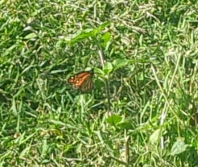 blurry photo of a monarch butterfly in the grass
