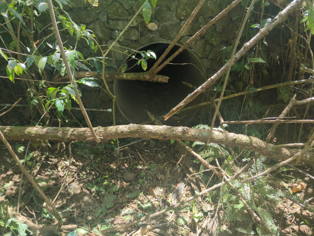 photo showing a culvert in a stone wall with vegetation and a dirty capped PVC pipe in front