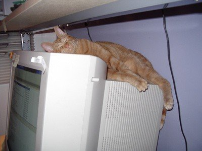 photo of a cat (not mine) sleeping on an old CRT computer monitor
