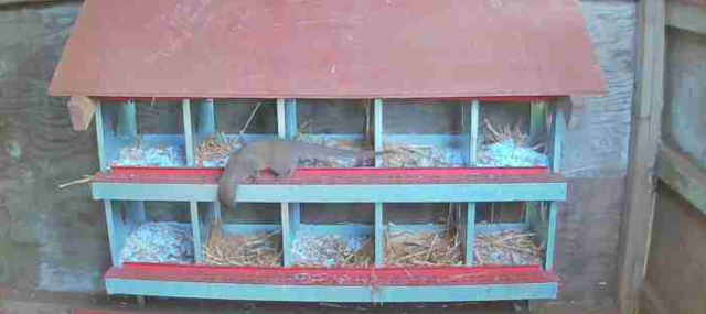 photograph of a large mongoose in front of our hens' laying boxes