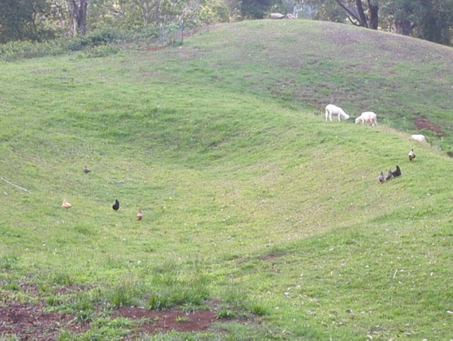 photo of our pasture with the chickens scratching and the sheep grazing