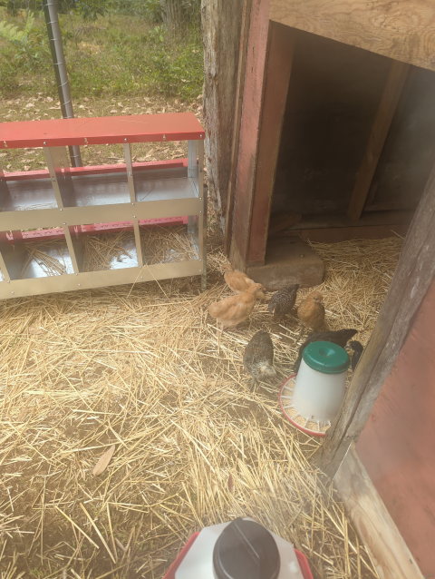 photo of chicks in the chicken run at about seven weeks of age