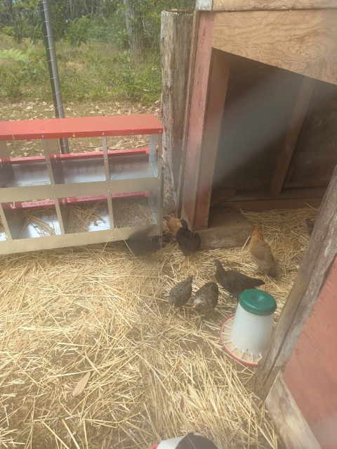 another photo of chicks in the chicken run at about seven weeks of age