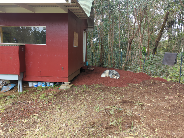 photo showing Luna the Big Dog™ resting on some freshly lain red volcanic cinder in front of the studio