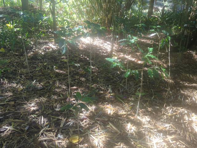 photograph of a small stand of young coffee plants