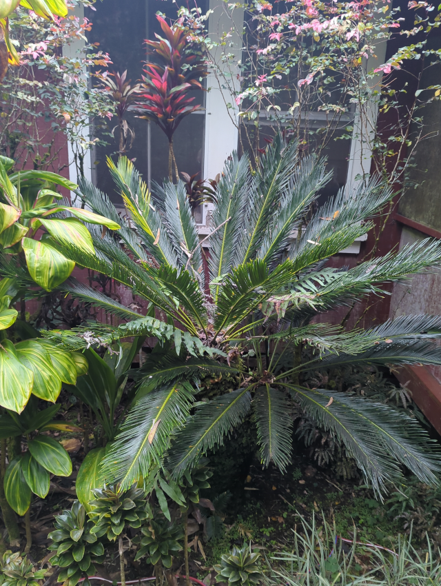 photo of a cycad in my front yard