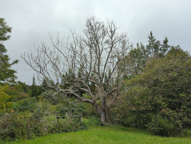 photograph of the dead 'ōhi'a