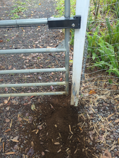 photo of the front gate showing the Zombielock; the post is slightly askew and has come detached from the straps holding it to the precast concrete pier; in addition, there is obvious digging under the gate