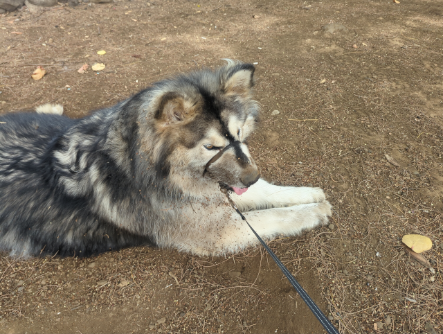 photo of Luna the Big Dog™ with a dirt-encrusted muzzle and dirty fur on her flank