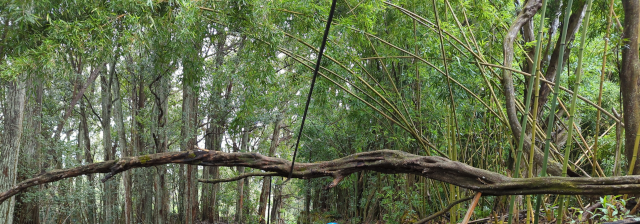 photo of a tree which has fallen across the road, suspended by the phone cable