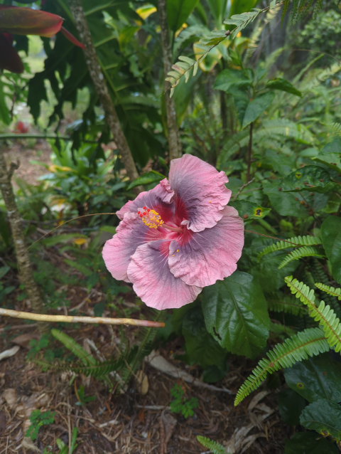 photo of a large, multicolored hibiscus flower