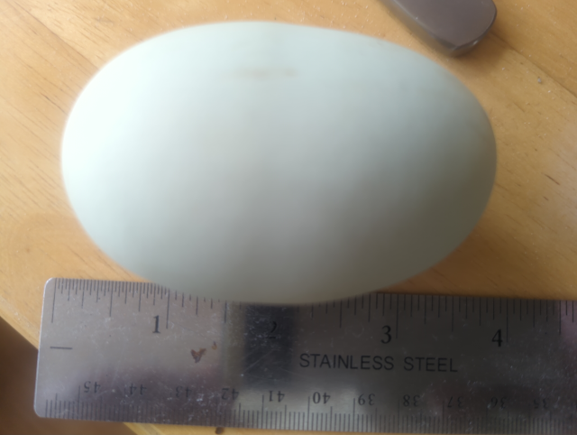 photo of the very large green egg above a steel ruler, almost four inches long