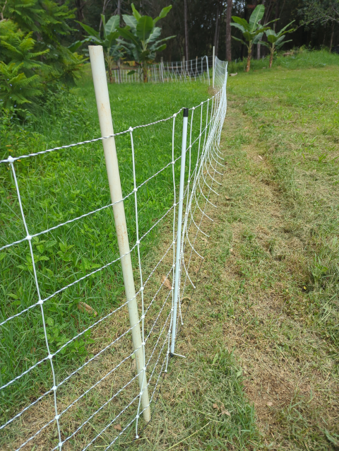 photo of a segment of our electric fence, showing the grass under it trimmed to the ground