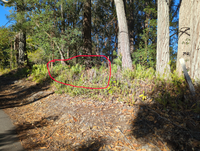 photo of a roadside with a short segment of barbed-wire fence along it