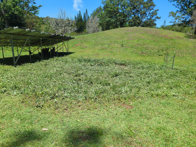 photo showing the field behind the solar panel array with the guava and wireweed seedlings mown down