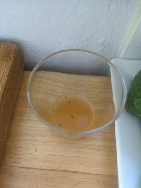 photo of a small glass with apple cider vinegar; several fruit flies are floating in it