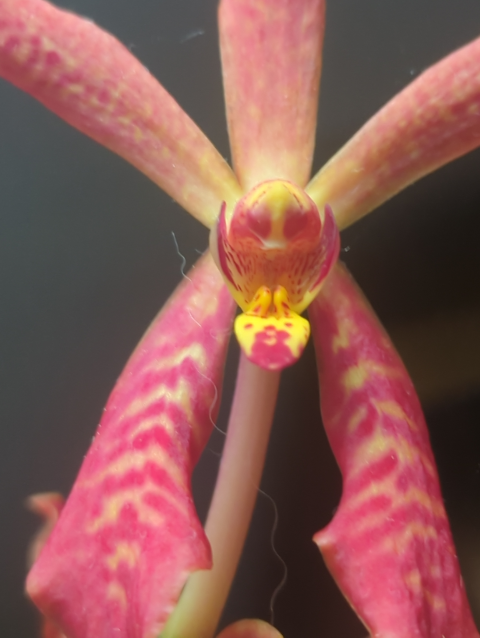 photo of an orchid; two faces seem to be visible in the markings