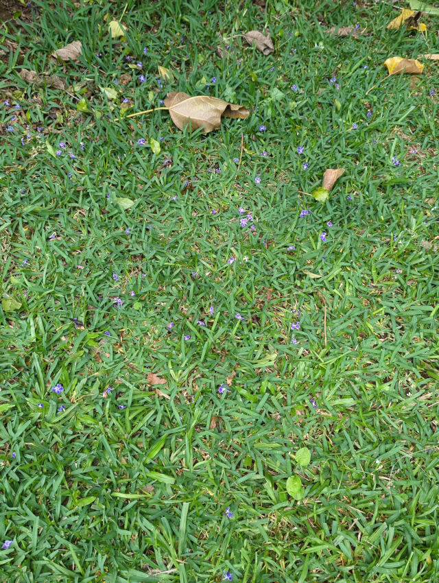 photo of tiny purple flowers lying in the grass