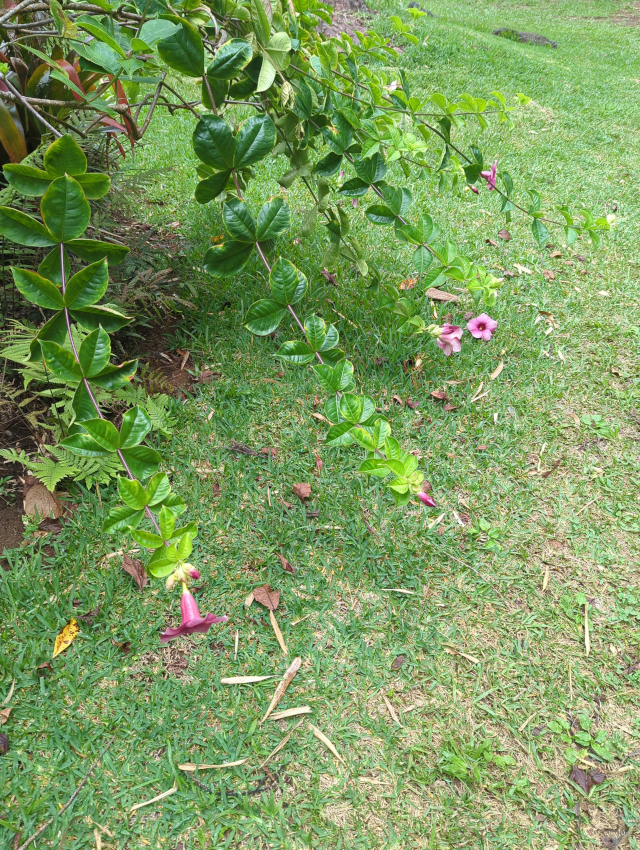 photo of trumpet-shaped fuscia-colored flowers hanging from a vine