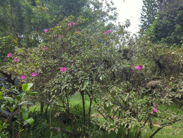 photo of bright pink flowers on trees