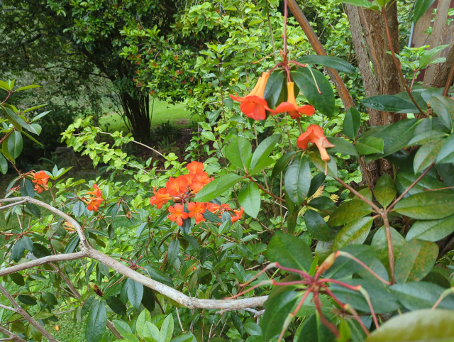 photo of clusters of bright orange flowers on a bush