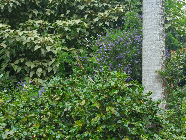 photo of small blue flowers on a bursting through the canopy