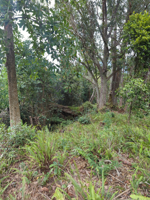 photo looking down the gulch from the mauka side; it is thick with tropical trees and jungle vegetation