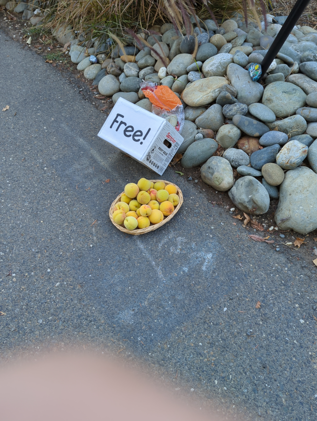 photo of a basket of peaches and some plastic bags next to a "free!" sign