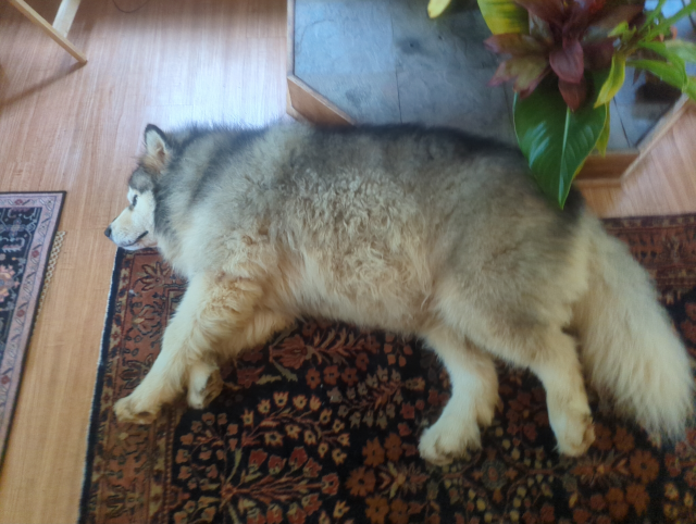 photo of Luna the Big Dog™ looking extra-fuzzy