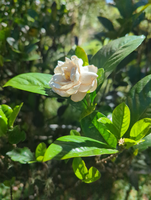 photo of a gardenia blossom on a bush outdoors