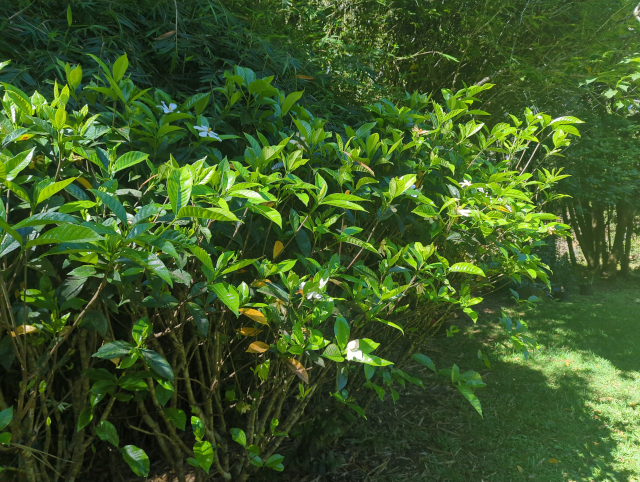 photo of a Tahitian gardenia bush with multiple blossoms