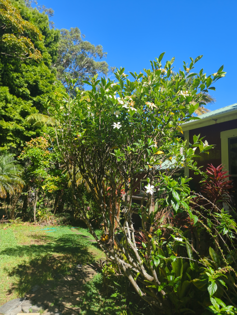 photo of a tall Tahitian gardenia bush with multiple blossoms