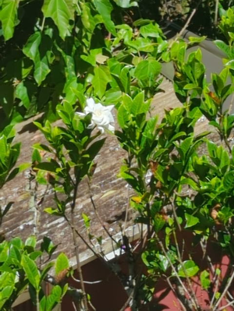photo of a single gardenia blossom above the shower roof
